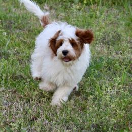 Bernedoodle and Cavapoo Puppies from Lawler’s Legacy Litters