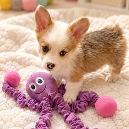 Gremlin - Red male Pembroke Welsh Corgi puppy in Abingdon, Virginia from Em-K Kennels