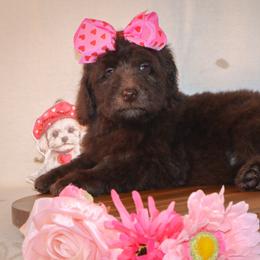 J'Adore - Brown female Bernedoodle puppy in Ohio from Moore Doodles