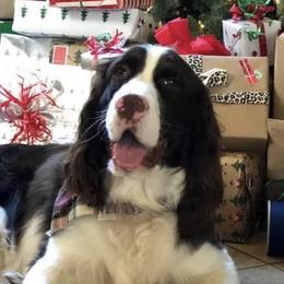 English Springer Spaniels from Saintly Springer Spaniels