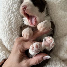 Australian Labradoodle Puppies from Australian Heritage Labradoodles