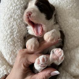 Australian Labradoodle Puppies from Australian Heritage Labradoodles