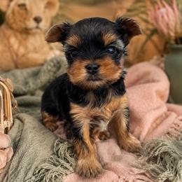 Nala - Black and tan female Yorkshire Terrier puppy in West Fargo, North Dakota from A Yorkie Tale