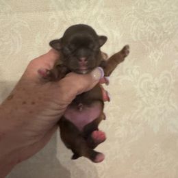 Shelby - Liver female Shih Tzu puppy in Beatrice, Nebraska from I Shih Tzu Not Puppies