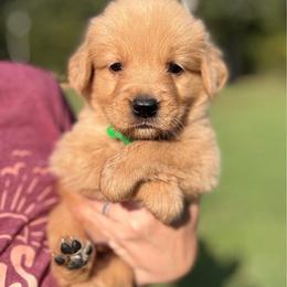 Green - Dark golden male Golden Retriever puppy in Albany, Georgia from Sassafras Goldens