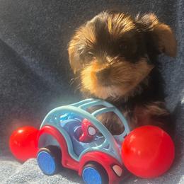 Boy Gray - Black and tan male Yorkshire Terrier puppy in St. Louis, Missouri from Yorkieville - Shih Tzu Nation