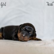 Acai - Black and rust Beauceron puppy in Escondido, California from Wildfire Kennels