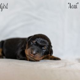 Acai - Black and rust Beauceron puppy in Escondido, California from Wildfire Kennels