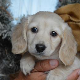 Dachshund Puppies from Dreamheart Dachshunds