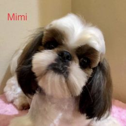 Mimi  - Shih Tzu