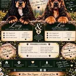 Cocker Spaniel puppies from Pigeon Rock Cockers