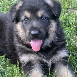 Boy 1 - German Shepherd puppy in New Castle, Pennsylvania from Cricket Acres German Shepherds