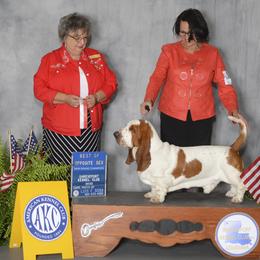 Justice - Basset Hound