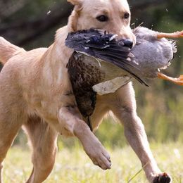 Labrador Retrievers from Cedar Mountain Retrievers