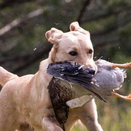 Labrador Retrievers from Cedar Mountain Retrievers