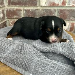Boy 1 - Black tri male Toy Australian Shepherd puppy in Milton Freewater, Oregon from Sparkling Cross Toy & Mini Aussies