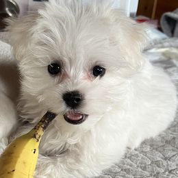 Maltese Puppies from AddaSiDanes