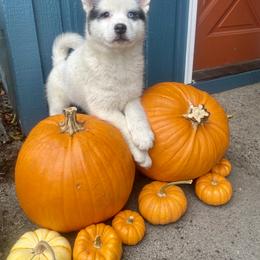Pomsky Puppies from Periwinkle Pomskies