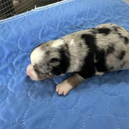 Plum - Blue merle female Miniature Australian Shepherd puppy in Norco, California from Joyfulpuppies