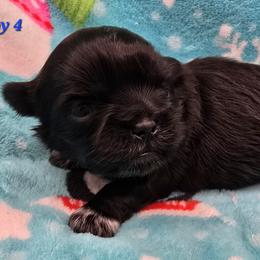 Boy 4 - Black male Shih Tzu puppy in Oakville, Washington from Garrard Creek Shih Tzus