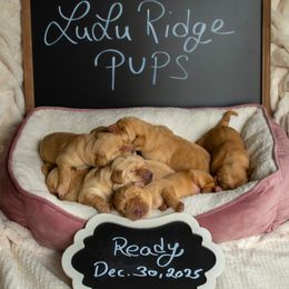 Labrador Retriever puppies from LuLu Ridge Pups