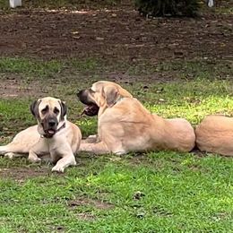 Anatolian Shepherd Dogs from Hanover Acres Livestock Guardian Dogs LLC