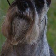 Standard Schnauzers from Cetah Standard Schnauzers