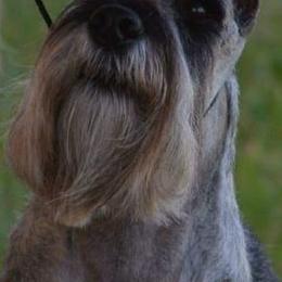 Standard Schnauzers from Cetah Standard Schnauzers