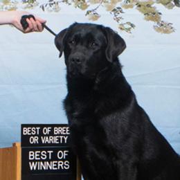 Labrador Retriever Puppies from Ganderwood