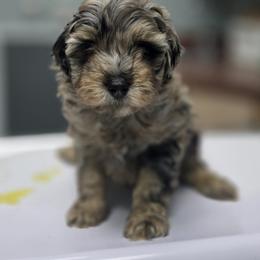 Pip - Merle male Goldendoodle puppy in Decatur, Tennessee from Diamond's Doodles