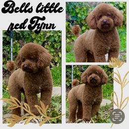 Girl 2 - Red  female Poodle puppy in Henefer, Utah from Mountain Valley Poodles