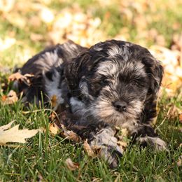 Gemma - Merle female Whoodle puppy in West Bend, Iowa from Blue Skies Terriers