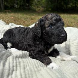 Charlie - Parti female Poodle puppy in Troy, New Hampshire from SP Standard Poodles