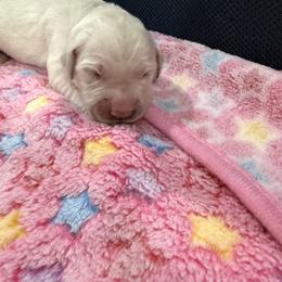 Petunia - Light golden female Golden Retriever puppy in Blaine, Washington from Freedom Retrievers