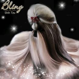 Austin - Shih Tzu
