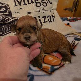 Sable - Red sable female Havanese puppy in Deer Park, Washington from Mt. Top Havanese