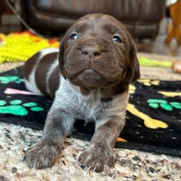 Girl 3 - Liver roan female German Shorthaired Pointer puppy in Troy, North Carolina from Uwharrie GSP