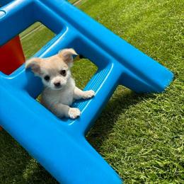 Chihuahua Puppies from Cloud9 Chihuahuas