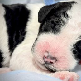 Goldendoodle and Poodle Puppies from Southern Stroll Poodles & Doodles