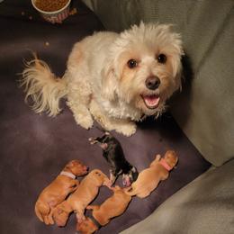 Maltipoo Puppies from Snow Pond Farm