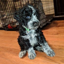 Portuguese Water Dog Puppies from Stacy's PWD Portuguese Water Dogs