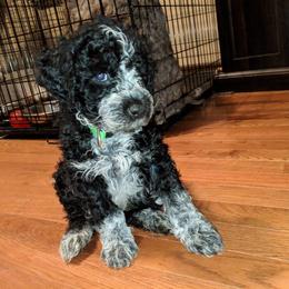 Portuguese Water Dog Puppies from Stacy's PWD Portuguese Water Dogs
