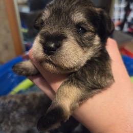 Ember - Liver female Miniature Schnauzer puppy in Bellwood, Nebraska from Schnauzers by the Lake