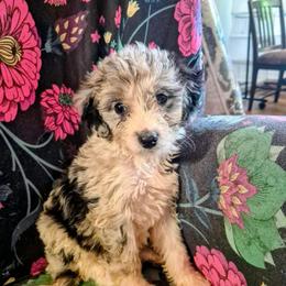 Georgia - Blue merle female Aussiedoodle puppy in Four Oaks, North Carolina from RoseWest Farms