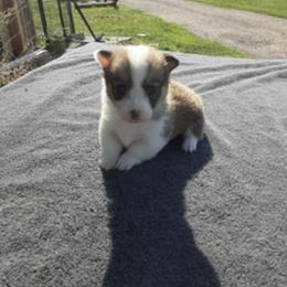 Pembroke Welsh Corgi Puppies from JD's Corgi Kennel