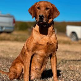 Jerzi - Labrador Retriever