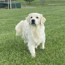 Luna - Golden Retriever
