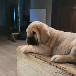 Eden - Wolfgray female Spanish Mastiff puppy in Prosperity, Pennsylvania from Prosperity Guardians