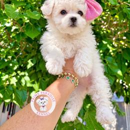 Pumpkin - White female Bichon Frise puppy in Upland, California from Prime Paradise Kennel