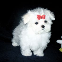 Maltese and Shih Tzu Puppies from Carisma Maltese